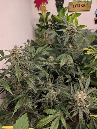 Click image for larger version

Name:	20251205_174120.jpg
Views:	49
Size:	2.91 MB
ID:	660566