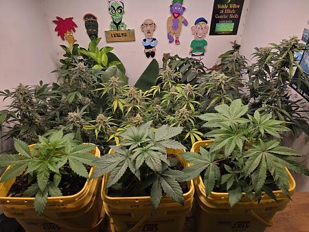 Click image for larger version

Name:	20251205_175333.jpg
Views:	62
Size:	2.70 MB
ID:	660569