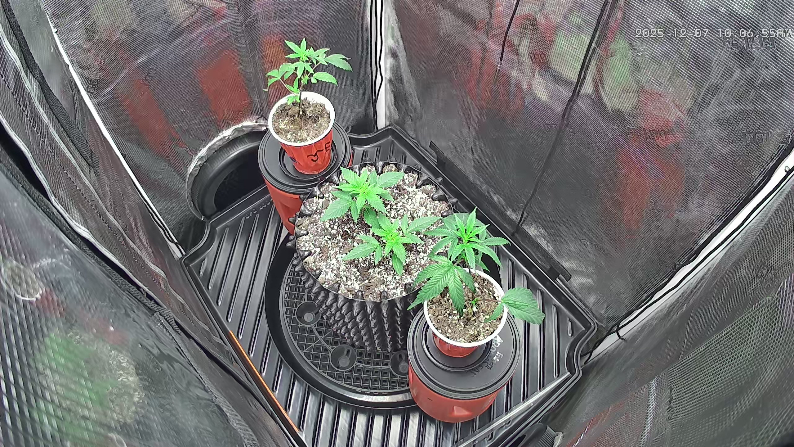 Click image for larger version

Name:	2025-12-07.jpg
Views:	25
Size:	1.39 MB
ID:	660621