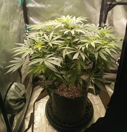 Click image for larger version  Name:	IMG_20251208_071747_885.jpg Views:	0 Size:	1.62 MB ID:	660658