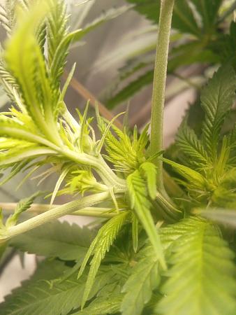 Click image for larger version  Name:	IMG_20251208_081759_220.jpg Views:	0 Size:	1.78 MB ID:	660659