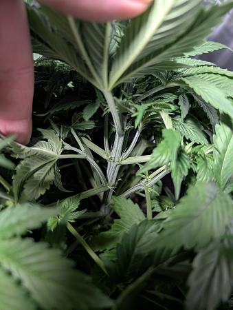 Click image for larger version

Name:	PXL_20251207_040323786.jpg
Views:	59
Size:	1.44 MB
ID:	660667