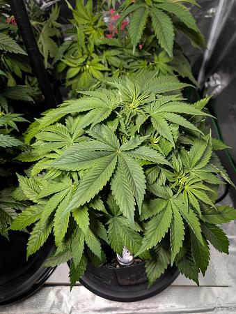 Click image for larger version

Name:	PXL_20251208_014441142.jpg
Views:	44
Size:	2.99 MB
ID:	660668