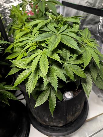 Click image for larger version

Name:	PXL_20251208_014433086.jpg
Views:	43
Size:	2.35 MB
ID:	660669