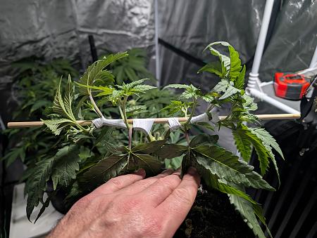 Click image for larger version

Name:	PXL_20251205_020317729.jpg
Views:	43
Size:	2.31 MB
ID:	660670