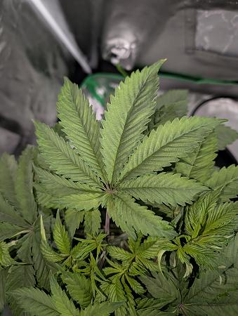 Click image for larger version

Name:	PXL_20251205_023019494.jpg
Views:	43
Size:	2.04 MB
ID:	660672