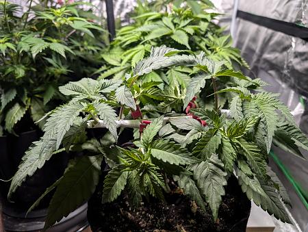 Click image for larger version

Name:	PXL_20251208_014807043.jpg
Views:	42
Size:	2.76 MB
ID:	660673