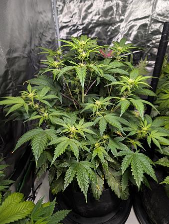 Click image for larger version

Name:	PXL_20251208_014427117.jpg
Views:	44
Size:	3.27 MB
ID:	660674