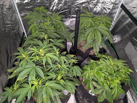 Click image for larger version

Name:	PXL_20251205_022507977.jpg
Views:	44
Size:	3.92 MB
ID:	660675