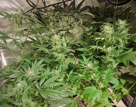 Click image for larger version

Name:	2020-05-18 14.31.21scaled.jpg
Views:	529
Size:	190.9 KB
ID:	406262