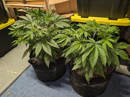 Click image for larger version

Name:	PXL_20251209_012917437.jpg
Views:	30
Size:	3.17 MB
ID:	660755