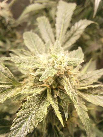 Click image for larger version  Name:	IMG_20251211_073933_805.jpg Views:	0 Size:	1.79 MB ID:	660799