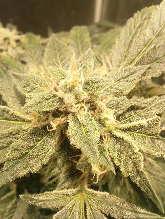 Click image for larger version  Name:	IMG_20251211_073940_930.jpg Views:	0 Size:	2.21 MB ID:	660801