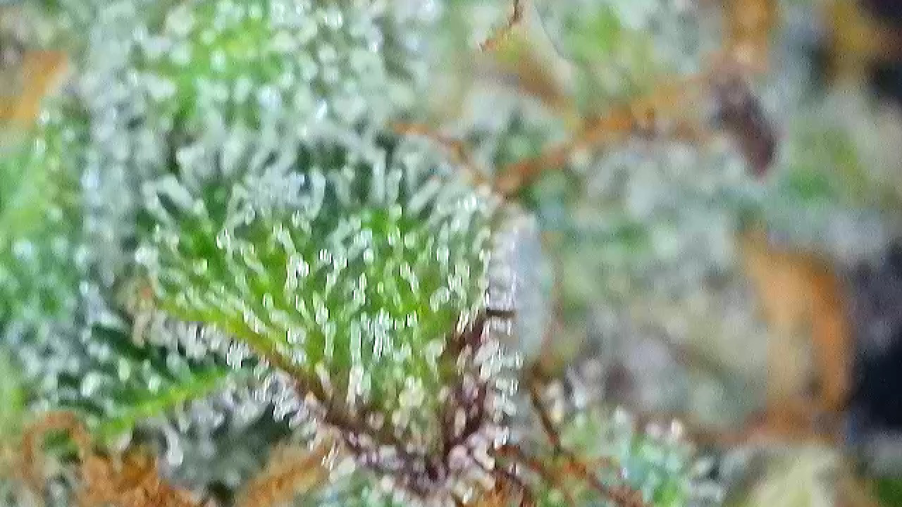 Click image for larger version  Name:	2025-12-13-08-57-45-674.jpg Views:	3 Size:	236.8 KB ID:	660856