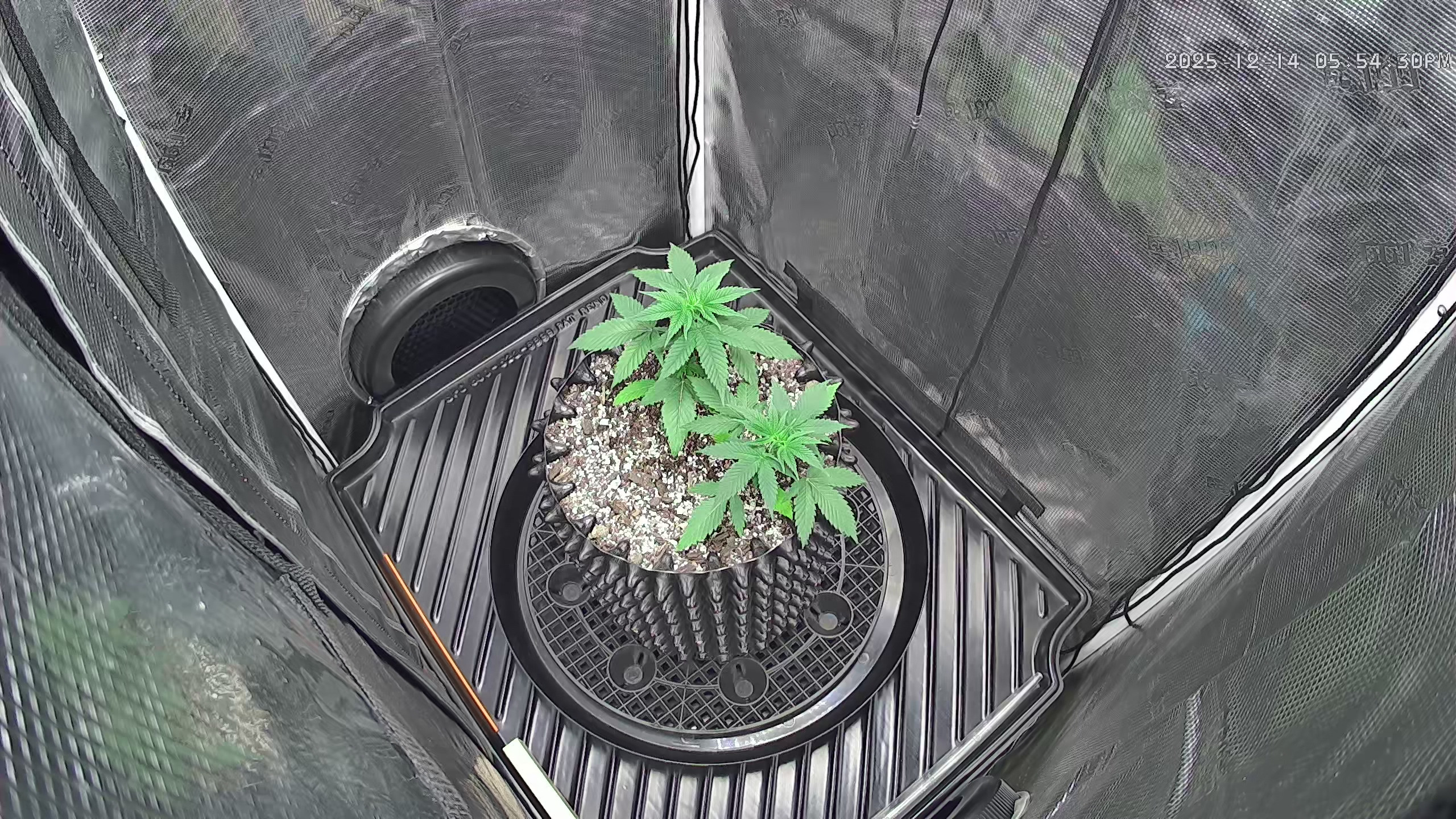 Click image for larger version  Name:	2025-12-14 .jpg Views:	2 Size:	1.34 MB ID:	660919