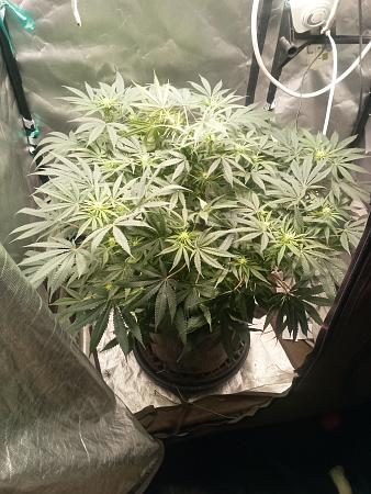 Click image for larger version

Name:	thumbnail_IMG_20251215_073948_678.jpg
Views:	10
Size:	1.23 MB
ID:	660938