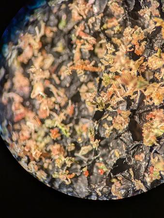 Click image for larger version

Name:	PXL_20251217_022553165.jpg
Views:	25
Size:	2.29 MB
ID:	661006