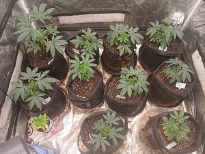 Click image for larger version

Name:	20251218_212619.jpg
Views:	11
Size:	4.32 MB
ID:	661010