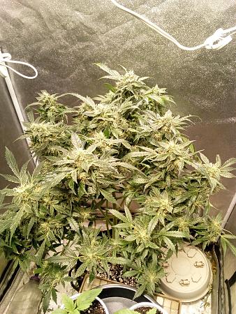 Click image for larger version

Name:	IMG_20251220_093839_689.jpg
Views:	21
Size:	2.96 MB
ID:	661054