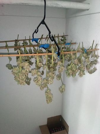 Click image for larger version

Name:	IMG_20251220_095243_616.jpg
Views:	20
Size:	1.89 MB
ID:	661055