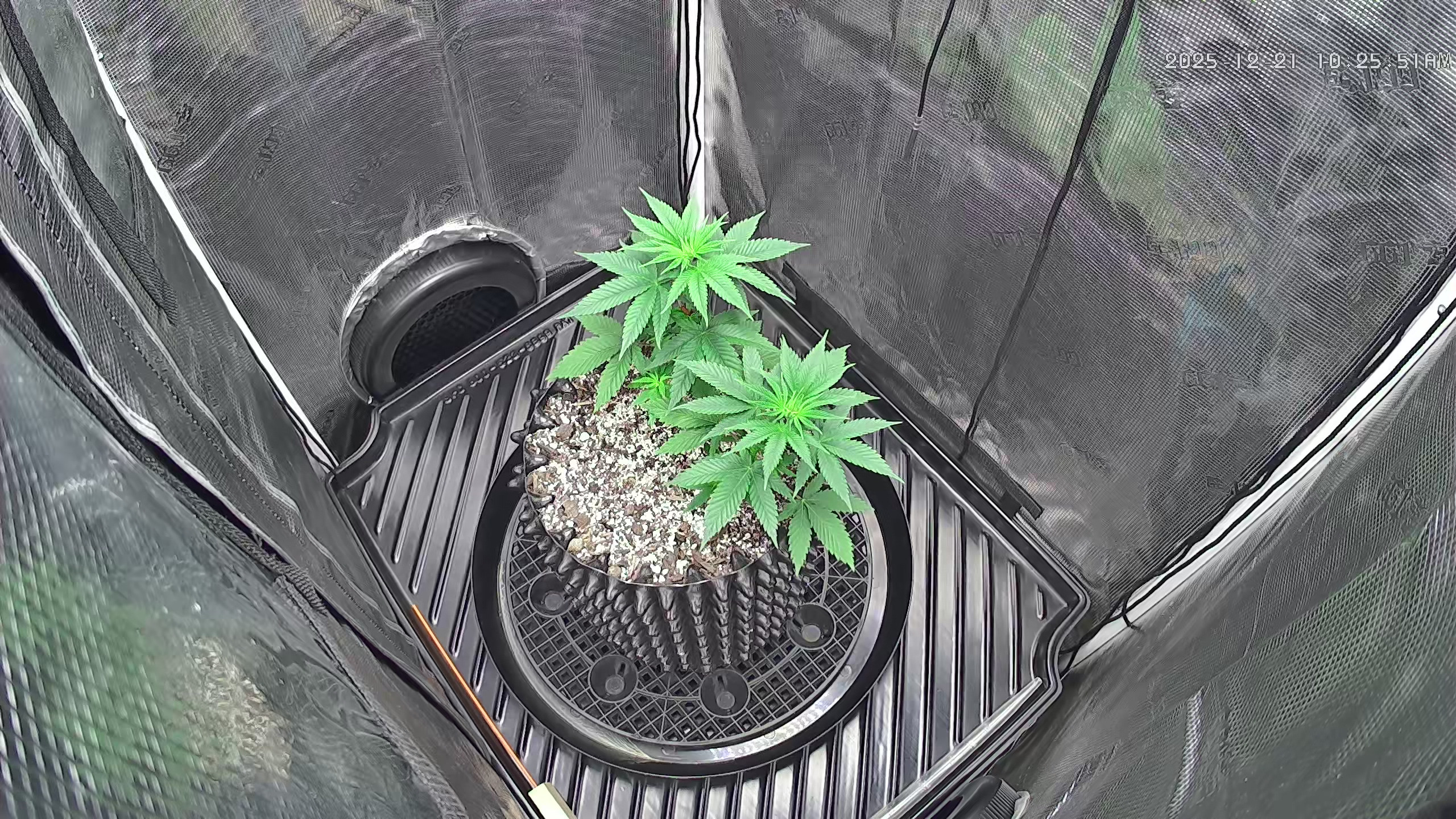 Click image for larger version

Name:	2025-12-21.jpg
Views:	19
Size:	1.40 MB
ID:	661076