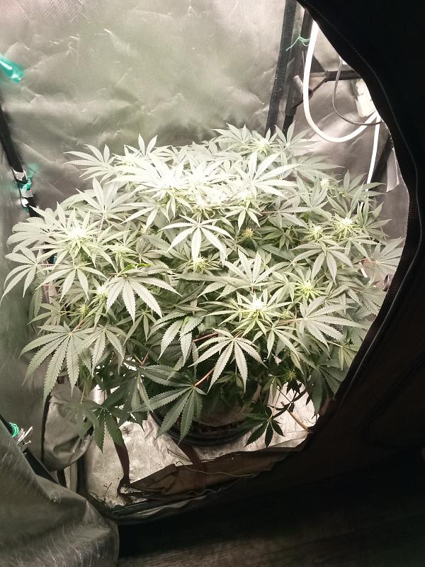 Click image for larger version

Name:	IMG_20251221_093323_984.jpg
Views:	5
Size:	2.13 MB
ID:	661089