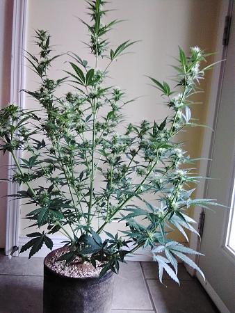 Click image for larger version

Name:	20200229_092320.jpg
Views:	881
Size:	1.76 MB
ID:	379871