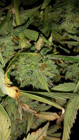 Click image for larger version

Name:	20200227_222601.jpg
Views:	447
Size:	3.67 MB
ID:	379547