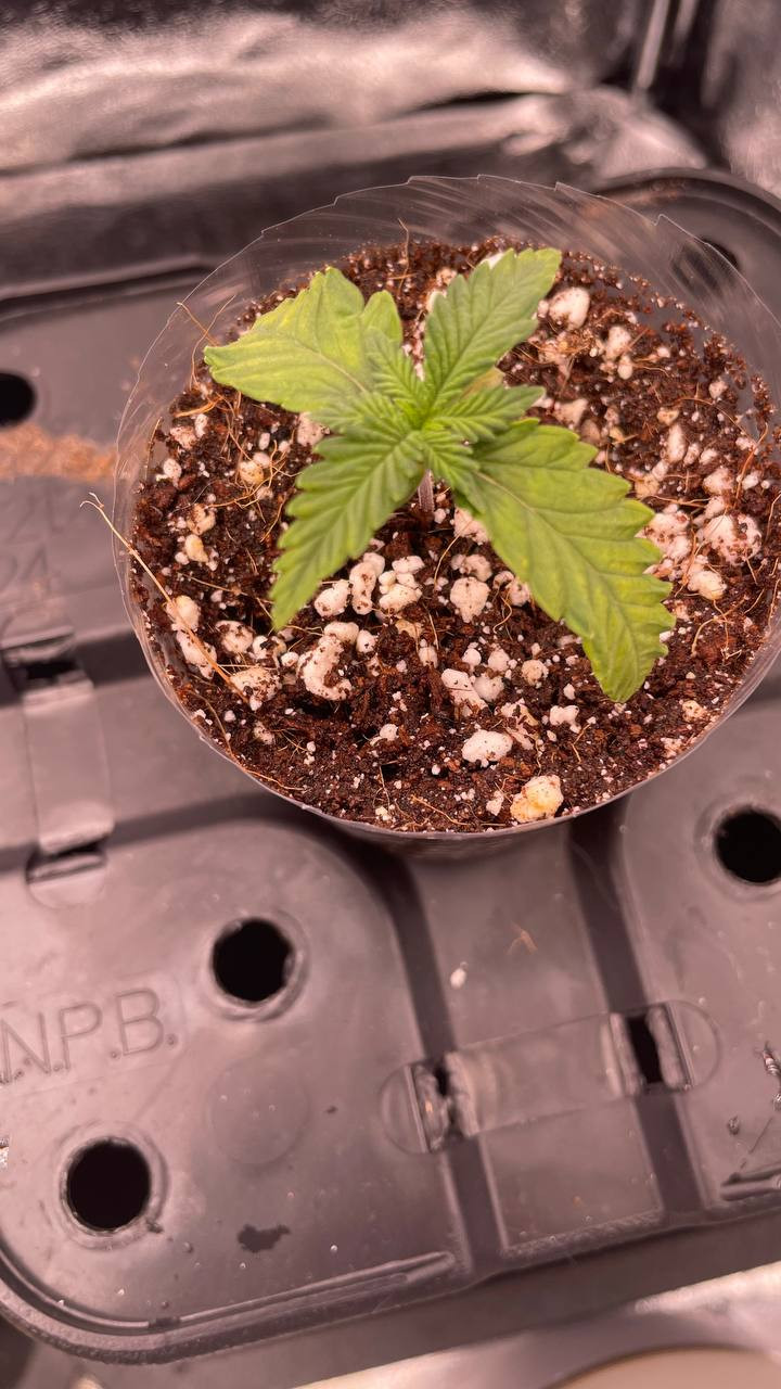 Click image for larger version  Name:	photo_5359426579441849534_y.jpg Views:	0 Size:	215.0 KB ID:	661215