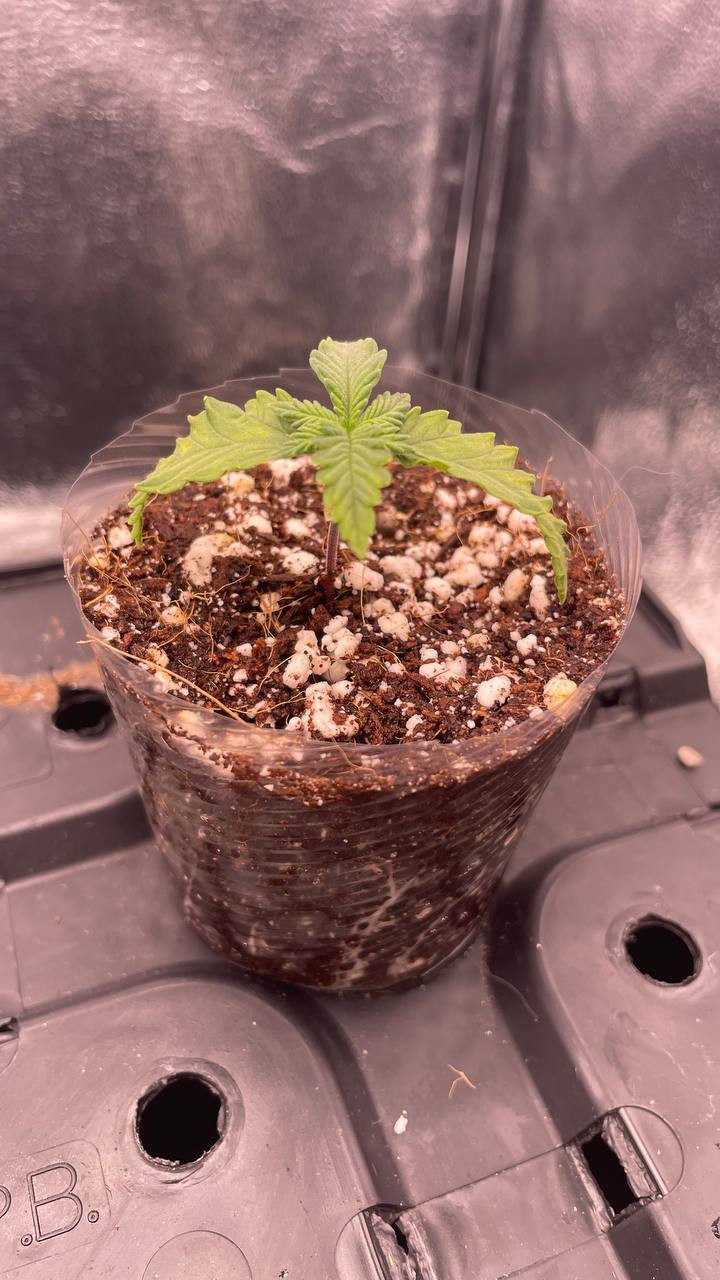 Click image for larger version  Name:	photo_5359426579441849535_y.jpg Views:	0 Size:	207.1 KB ID:	661216