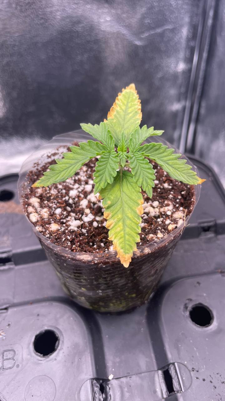 Click image for larger version  Name:	photo_5359426579441849532_y.jpg Views:	0 Size:	179.1 KB ID:	661217