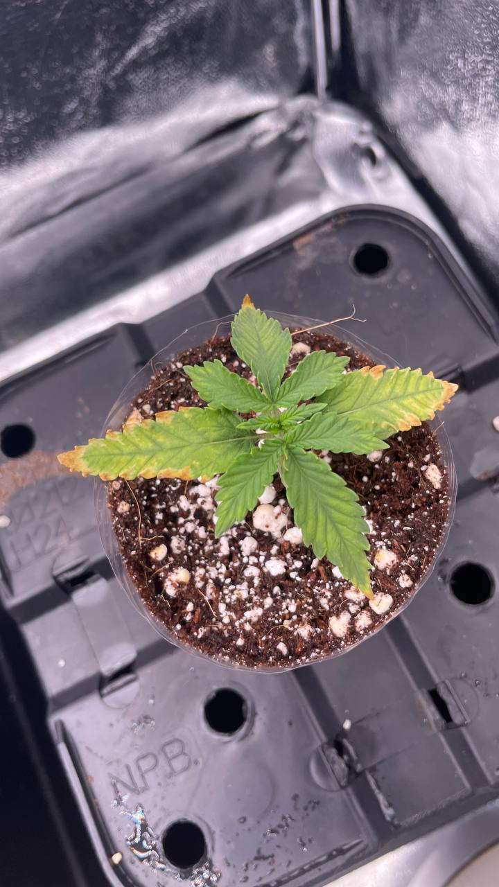 Click image for larger version  Name:	photo_5359426579441849533_y.jpg Views:	0 Size:	190.6 KB ID:	661218