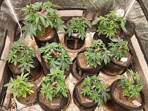 Click image for larger version

Name:	20251224_210651.jpg
Views:	4
Size:	4.99 MB
ID:	661366