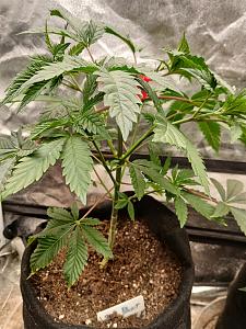 Click image for larger version

Name:	20251224_210250.jpg
Views:	4
Size:	2.46 MB
ID:	661367