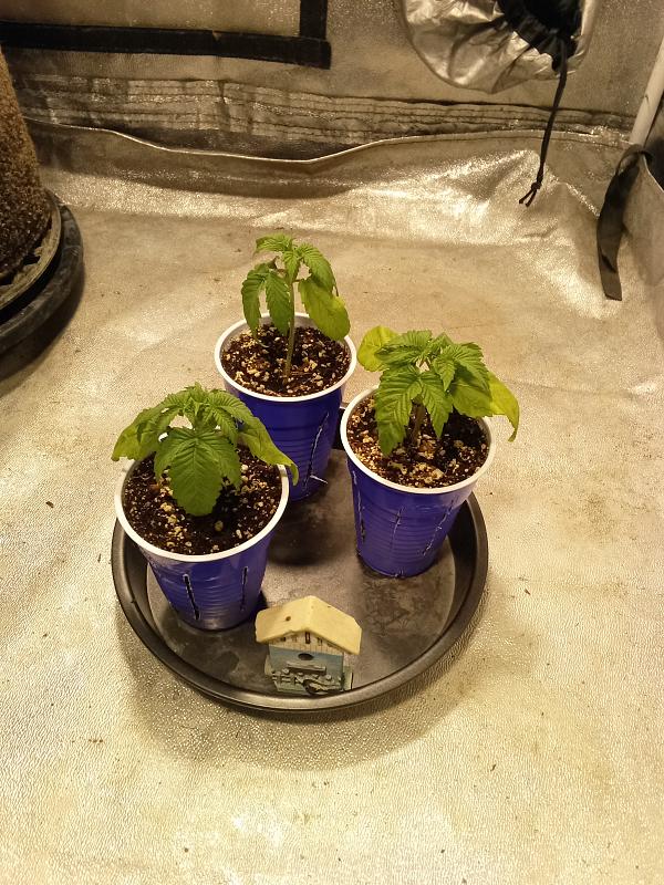 Click image for larger version

Name:	IMG_20251226_140919_399.jpg
Views:	50
Size:	2.60 MB
ID:	661380