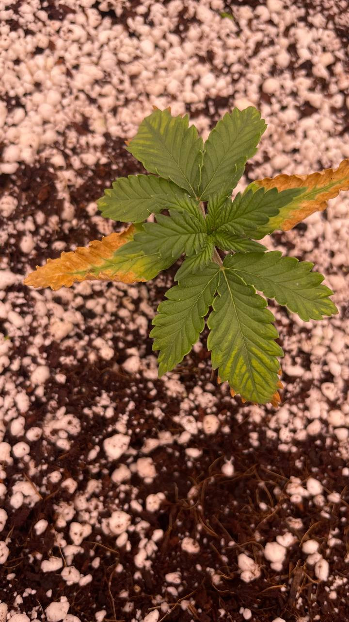 Click image for larger version  Name:	day18_1.jpg Views:	0 Size:	269.1 KB ID:	661448