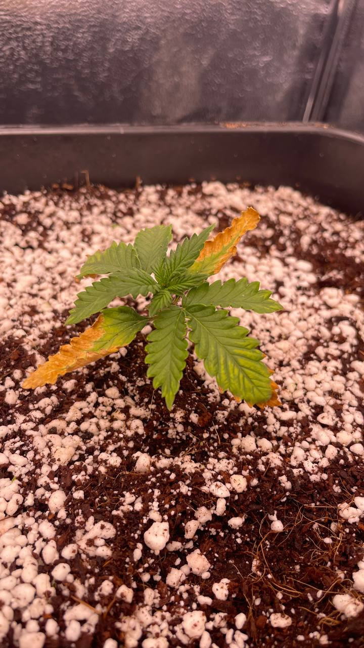 Click image for larger version  Name:	day18_3.jpg Views:	0 Size:	298.1 KB ID:	661449