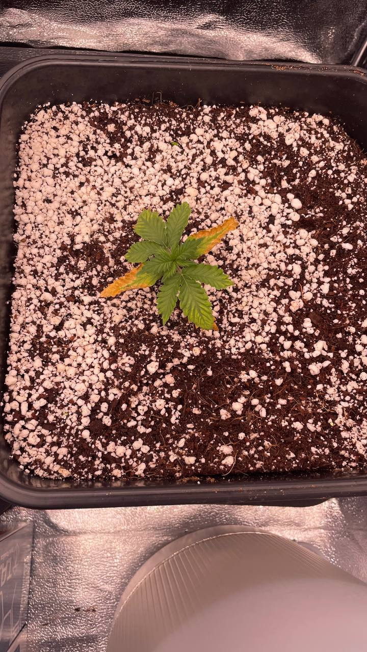 Click image for larger version  Name:	day18_2.jpg Views:	0 Size:	414.4 KB ID:	661450