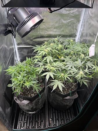 Click image for larger version

Name:	IMG_1907.jpg
Views:	123
Size:	6.79 MB
ID:	661456