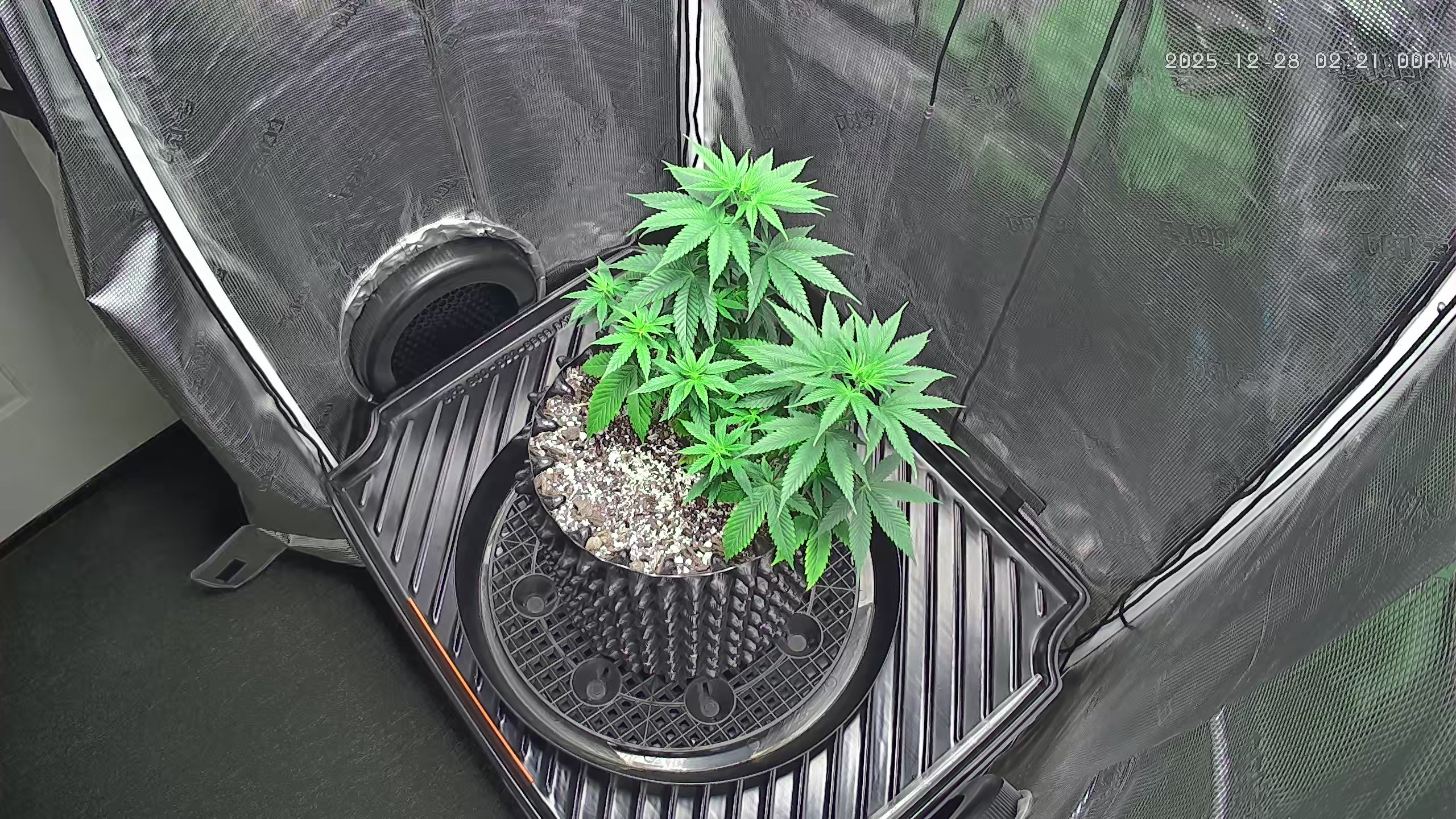 Click image for larger version

Name:	2025-12-28.jpg
Views:	34
Size:	1.34 MB
ID:	661498