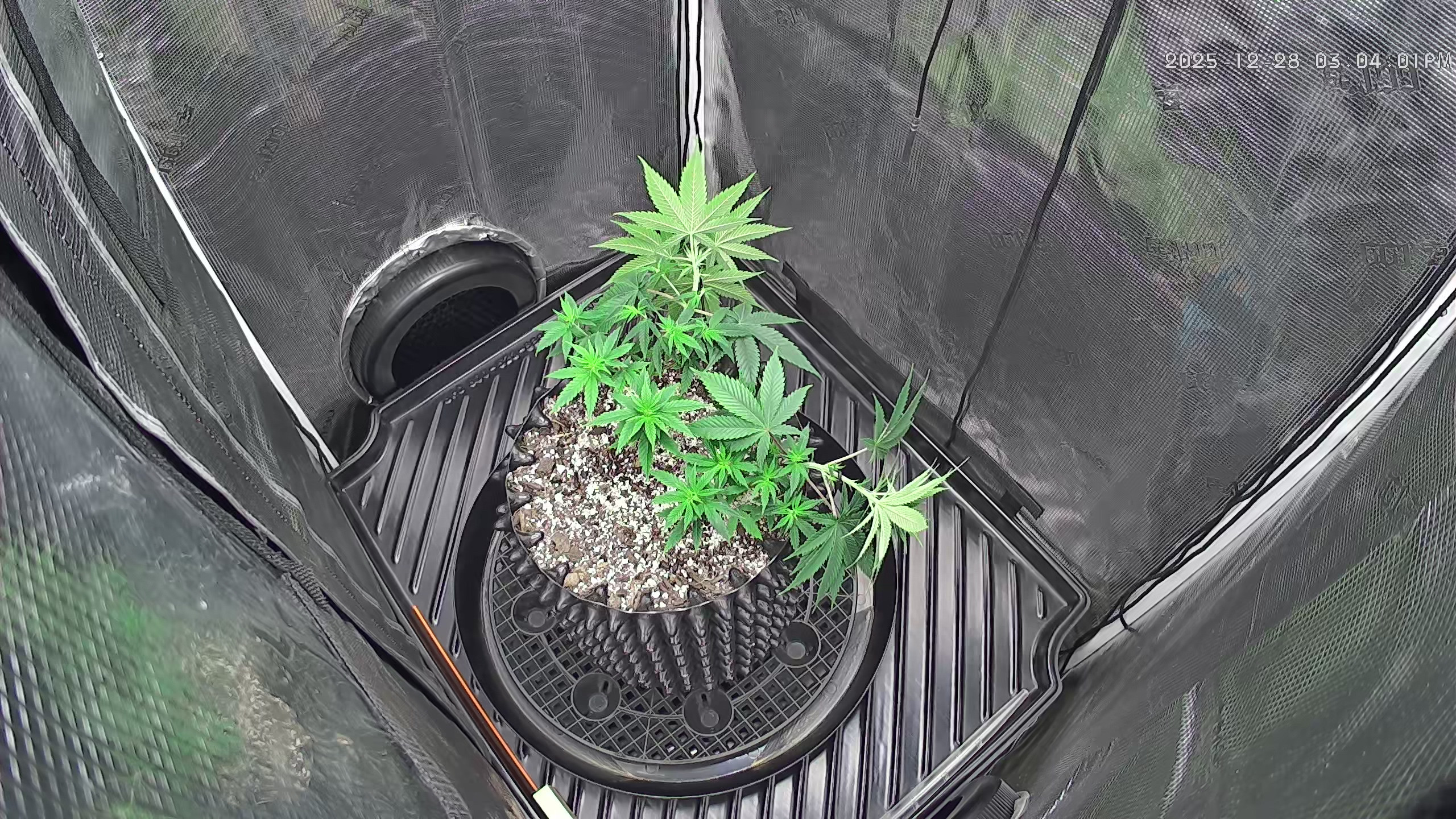 Click image for larger version

Name:	2025-12-28.jpg
Views:	39
Size:	1.36 MB
ID:	661501