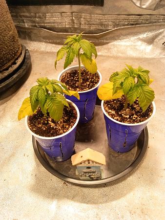 Click image for larger version

Name:	IMG_20251229_091549_292.jpg
Views:	72
Size:	2.42 MB
ID:	661530