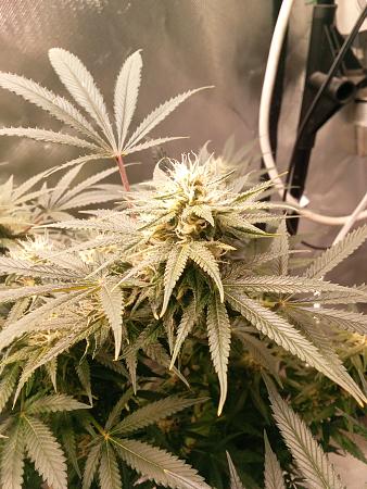 Click image for larger version

Name:	IMG_20251229_161507_492.jpg
Views:	35
Size:	2.16 MB
ID:	661537