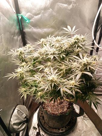 Click image for larger version

Name:	IMG_20251229_161440_479.jpg
Views:	31
Size:	2.48 MB
ID:	661538