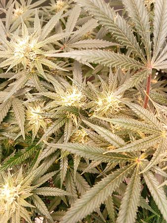 Click image for larger version

Name:	IMG_20251229_161526_908.jpg
Views:	32
Size:	2.56 MB
ID:	661539