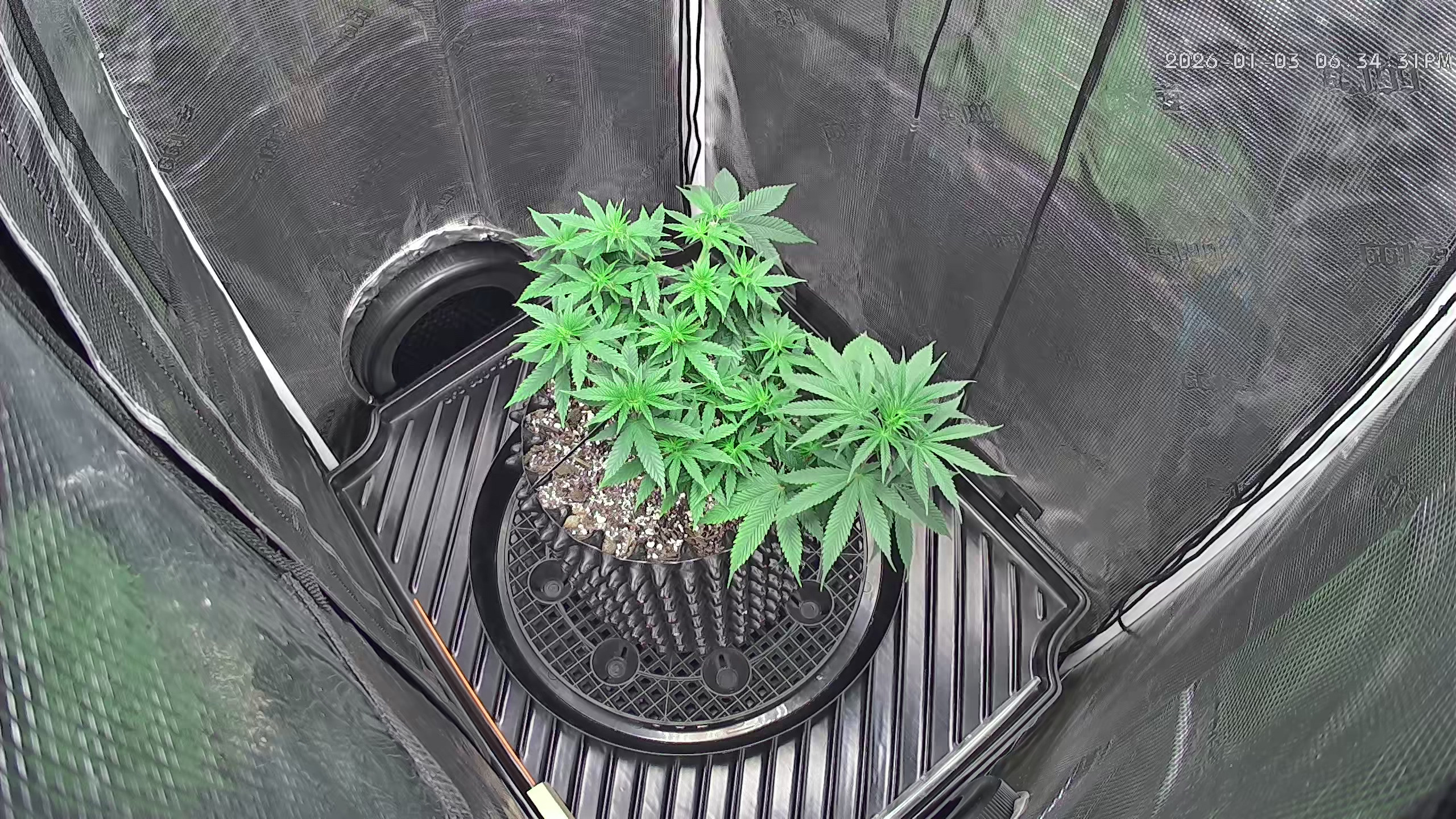 Click image for larger version

Name:	2026-01-03-1.jpg
Views:	20
Size:	1.35 MB
ID:	661757