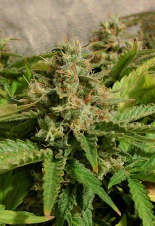 Click image for larger version

Name:	2019-09-01 BMAB2.jpg
Views:	546
Size:	124.3 KB
ID:	334043