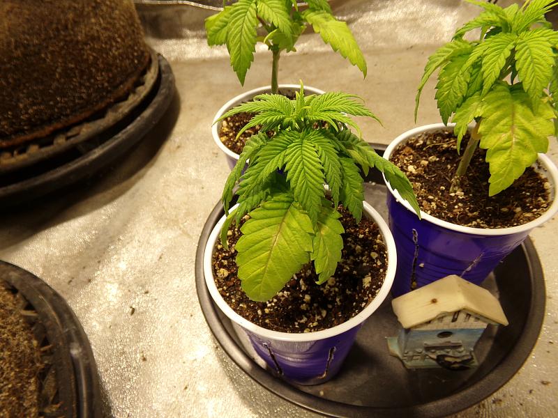 Click image for larger version  Name:	100_1050.jpg Views:	0 Size:	3.18 MB ID:	661765