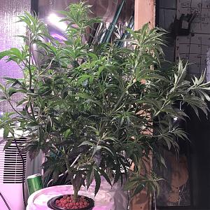 Click image for larger version

Name:	53E2FE99-F5B7-46BE-B8B8-C1B777A8FC9D.jpeg
Views:	371
Size:	455.9 KB
ID:	183827