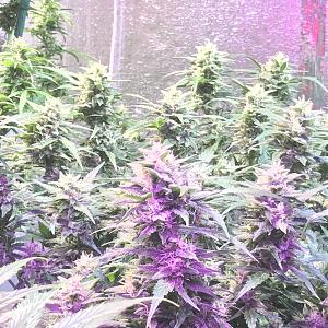 Click image for larger version

Name:	AE7145D9-05CA-4CC3-BDD9-3C97696BEDE2.jpeg
Views:	290
Size:	1.85 MB
ID:	187860